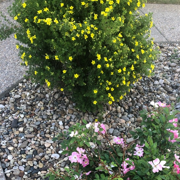 Meet your Posher, Savannah - Picture 1 of 1